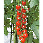 かきとまと様、24cm サマー千果 ミニトマト ｜ 品種カタログ ｜ タキイの野菜