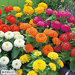 750-FZN587.jpg?1
