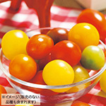 虹色トマト苗 セット（5月A）| 種・苗・ガーデニング用品の