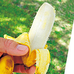 バナナ・アイスクリームバナナ| 種・苗・ガーデニング用品の ...
