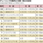 チューリップ ダッチデザイン 種 苗 ガーデニング用品の タキイネット通販