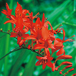 クロコスミア ルシファー 種 苗 ガーデニング用品の タキイネット通販