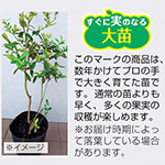 ブルーベリー苗　48本セット② ブルーベリー 苗木 （ 3年生 ） 4.5号ポット苗 【 送料無料 】 2