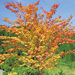 739-NKD127-2130742.jpg?1