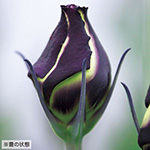 759-FRS876.jpg?1