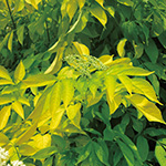 エルダーフラワー セット 種 苗 ガーデニング用品の タキイネット通販