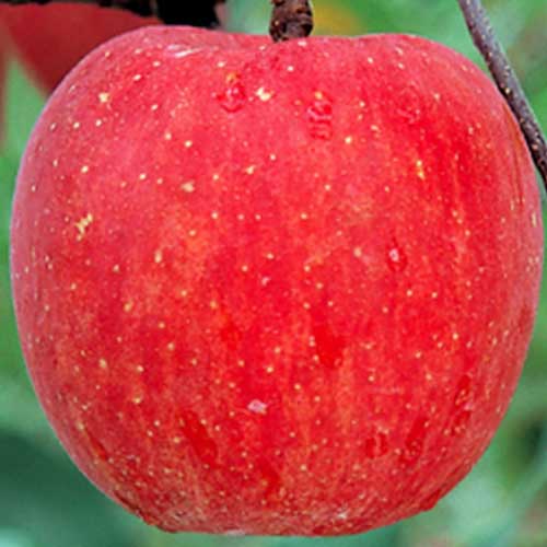 りんごの種25粒