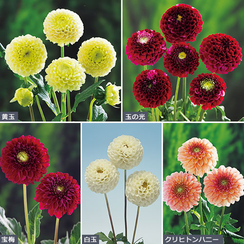 ポンポン咲ダリアカラフルセット 種 苗 ガーデニング用品の タキイネット通販