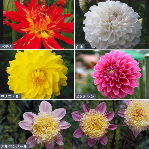 切り花向ダリアバラエティセット 種 苗 ガーデニング用品の タキイネット通販 切り花向ダリアバラエティセット 種 苗 ガーデニング用品の タキイネット通販