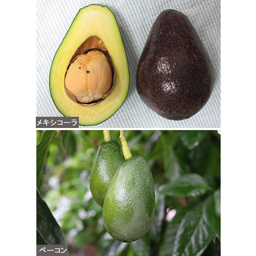 初めての方むけ アボカド耐寒性２種セット 種 苗 ガーデニング用品の タキイネット通販