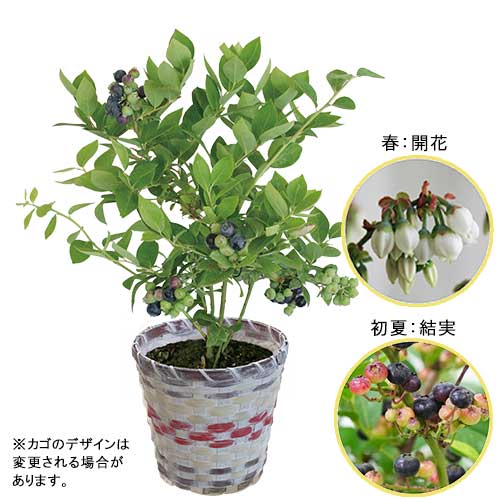ブルーベリー 観賞用 種 苗 ガーデニング用品の タキイネット通販