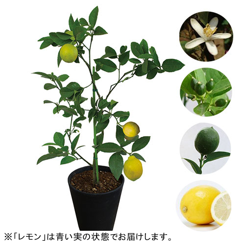 レモン 観賞用 種 苗 ガーデニング用品の タキイネット通販