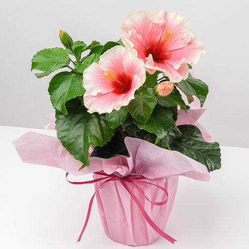 ロングライフハイビスカス グレイス 種 苗 ガーデニング用品の タキイネット通販