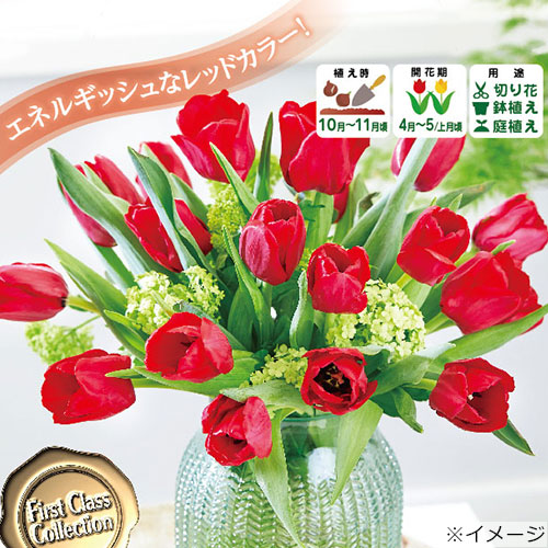 切り花で楽しもう チューリップ シングルレッド 種 苗 ガーデニング用品の タキイネット通販
