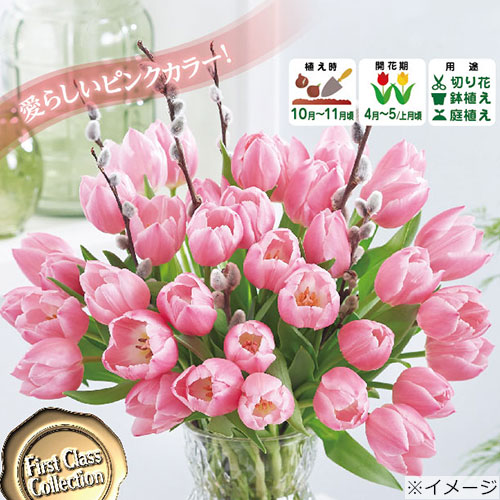切り花で楽しもう チューリップ シングルピンク 種 苗 ガーデニング用品の タキイネット通販