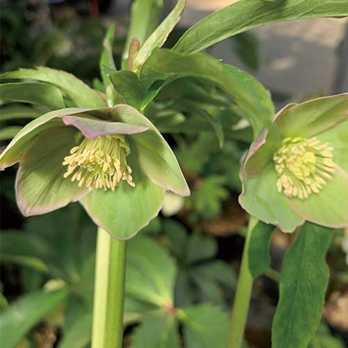 クリスマスローズ 寂び助