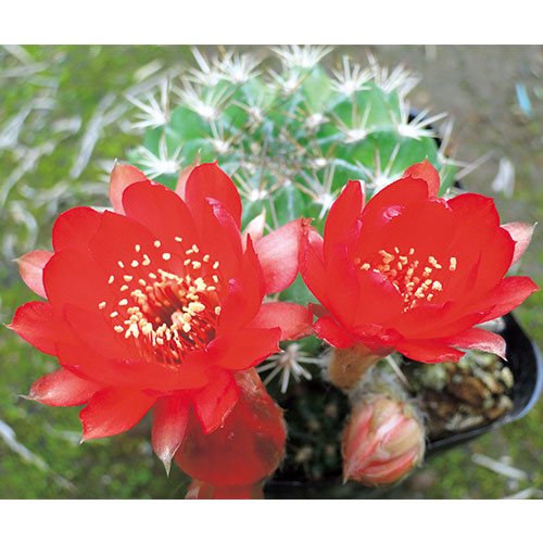 サボテン 花嵐 種 苗 ガーデニング用品の タキイネット通販