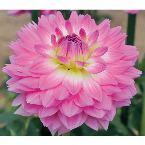 ダリア 舞花 まいか 種 苗 ガーデニング用品の タキイネット通販