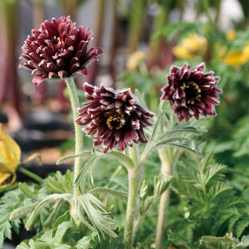 日本オキナグサ 八重咲 種 苗 ガーデニング用品の タキイネット通販