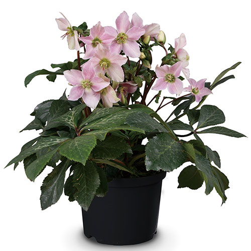 クリスマスローズ ヘレボルス ニガーハイブリット セント セシリア 種 苗 ガーデニング用品の タキイネット通販