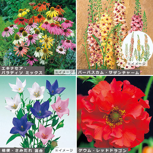 魅力の宿根草の花タネセット 種 苗 ガーデニング用品の タキイネット通販