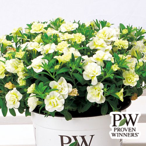 カリブラコア・スーパーベル ダブルミルクレープ 農水省登録品種（品種