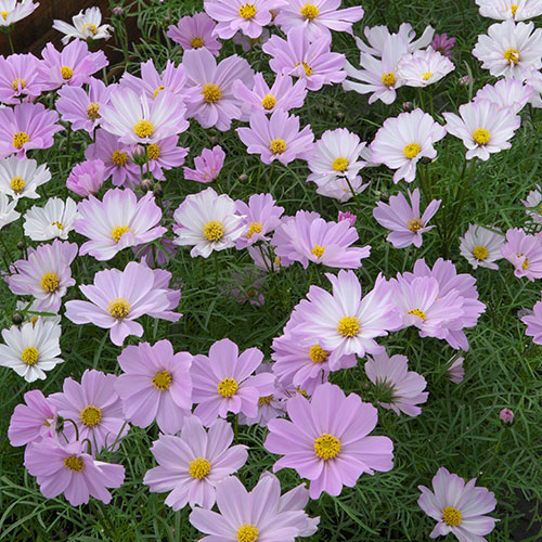 コスモス アポロ ラブソング 種 苗 ガーデニング用品の タキイネット通販