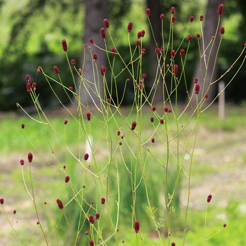 ワレモコウ 晩秋 種 苗 ガーデニング用品の タキイネット通販