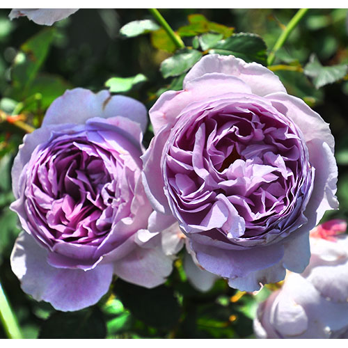 バラ リラ 種 苗 ガーデニング用品の タキイネット通販