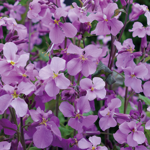 紫花菜 種 苗 ガーデニング用品の タキイネット通販