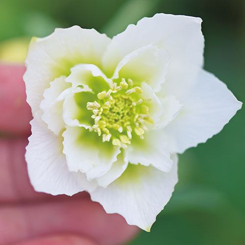 激安 新作 クリスマスローズ ダブル 開花株 植物 観葉植物 Alrc Asia