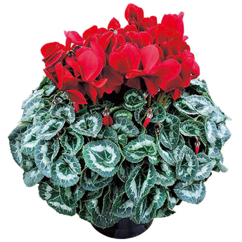 シクラメン レッドスター 種 苗 ガーデニング用品の タキイネット通販