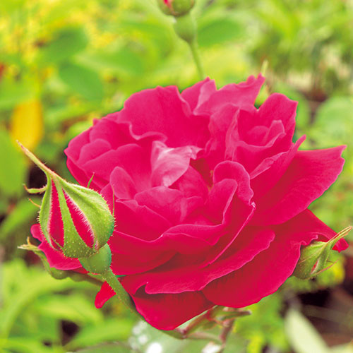 バラ 国色天香 種 苗 ガーデニング用品の タキイネット通販