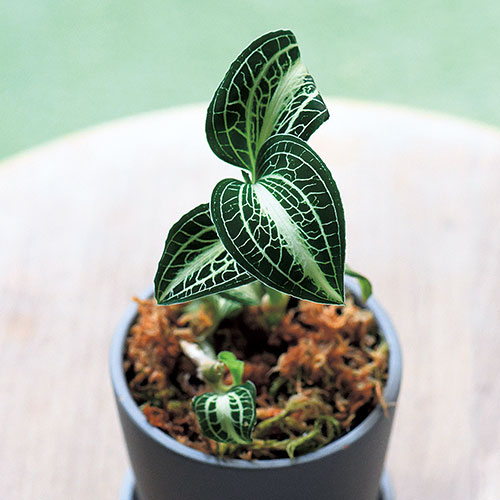 ジュエルオーキッド アネクトキルス F1実生選抜 種 苗 ガーデニング用品の タキイネット通販