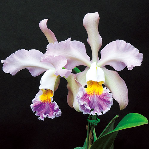 カトレア ミスハリス 実生 種 苗 ガーデニング用品の タキイネット通販