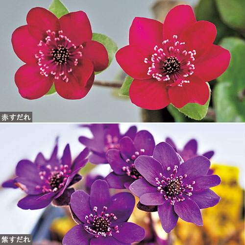 雪割草 交配種『開花中 星の砂系美麗種 赤紫点々花』初花 1芽 - 鉢植え