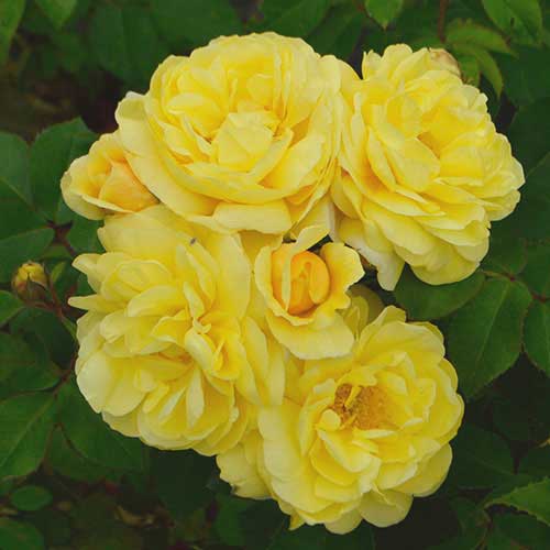 バラ スマイル ハニー ローズ くまのプーさん 種 苗 ガーデニング用品の タキイネット通販