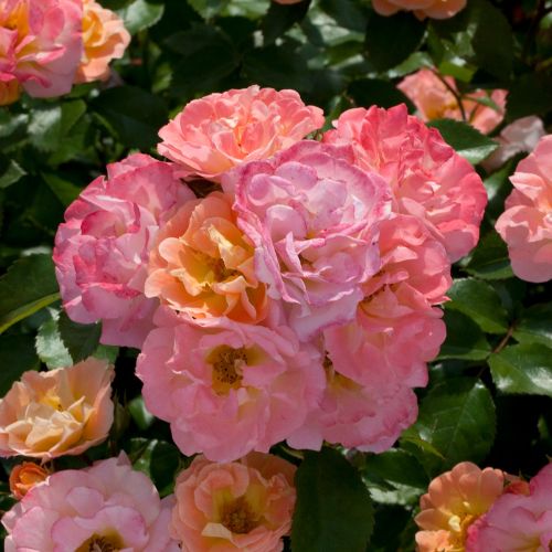 ヒロ様確認用＊ バラ苗 ドリフトローズ ピーチドリフト ドリフトローズ