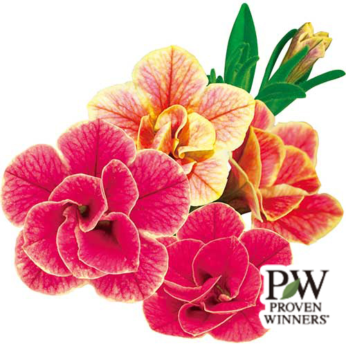 カリブラコア・スーパーベル ダブルチェリーリップル 農水省登録品種