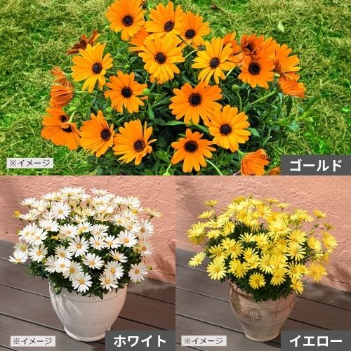 オステオスペルマム・キララ3種セット| 種・苗・ガーデニング用品の