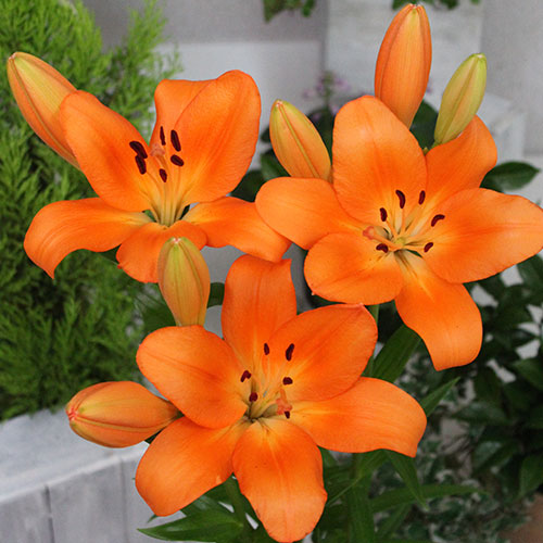 すかし百合 エニアック 種 苗 ガーデニング用品の タキイネット通販