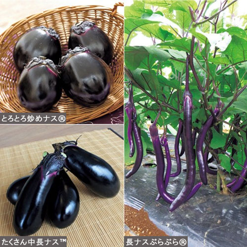 ナスの苗 タキイネット通販 公式