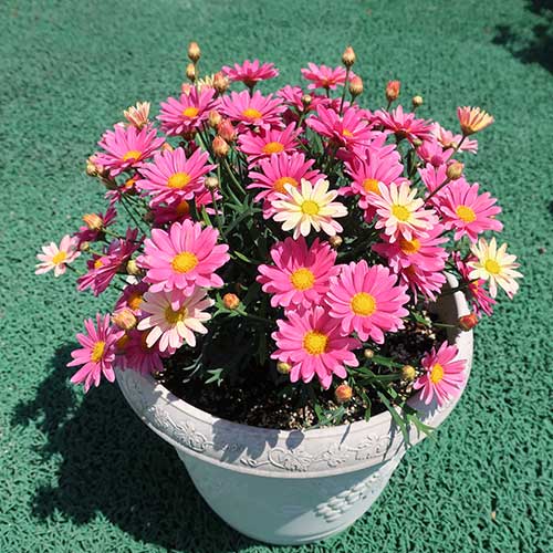 マーガレット スマッシュ ピンク レモン 種 苗 ガーデニング用品の タキイネット通販