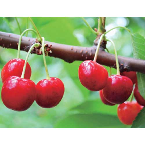 サクランボ・珠桜（ジュオー）| 種・苗・ガーデニング用品の【タキイ 