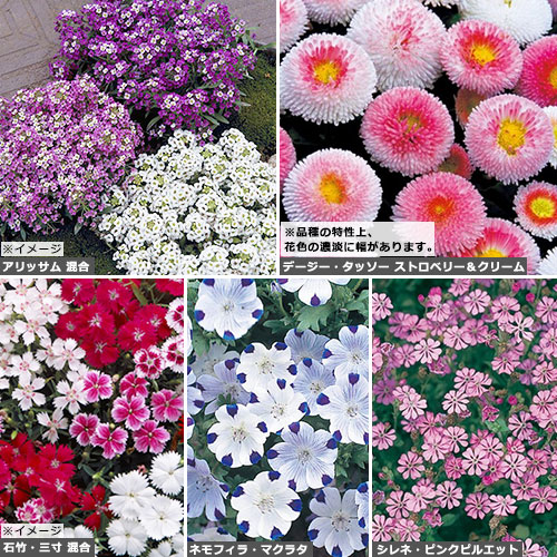 寄せ植え向き 草花 セット 秋 種 苗 ガーデニング用品の タキイネット通販