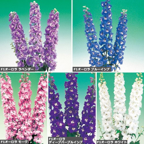 デルフィニウム F1オーロラ系 色別 花タネ セット 種 苗 ガーデニング用品の タキイネット通販