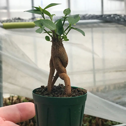 商品一覧 種 苗 球根 園芸用品 農業資材の通販サイト タキイネット通販