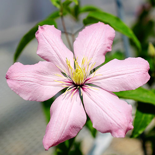 クレマチス アイ ノール 種 苗 ガーデニング用品の タキイネット通販