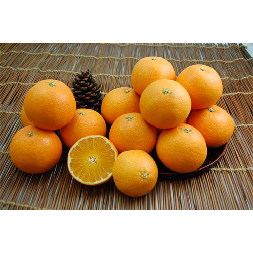 愛媛県産 媛まどんな 品種名 愛媛果試28号 約5kg 種 苗 ガーデニング用品の タキイネット通販