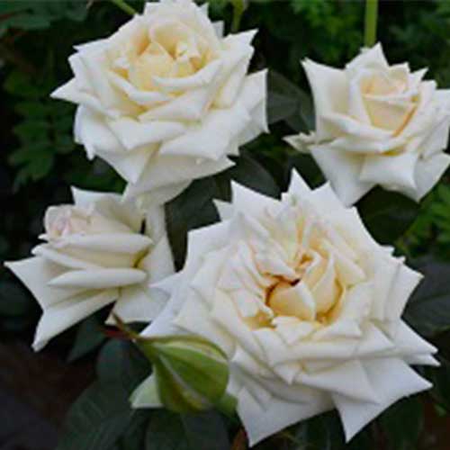 バラ ｈｔ クレムドゥメイアン 種 苗 ガーデニング用品の タキイネット通販